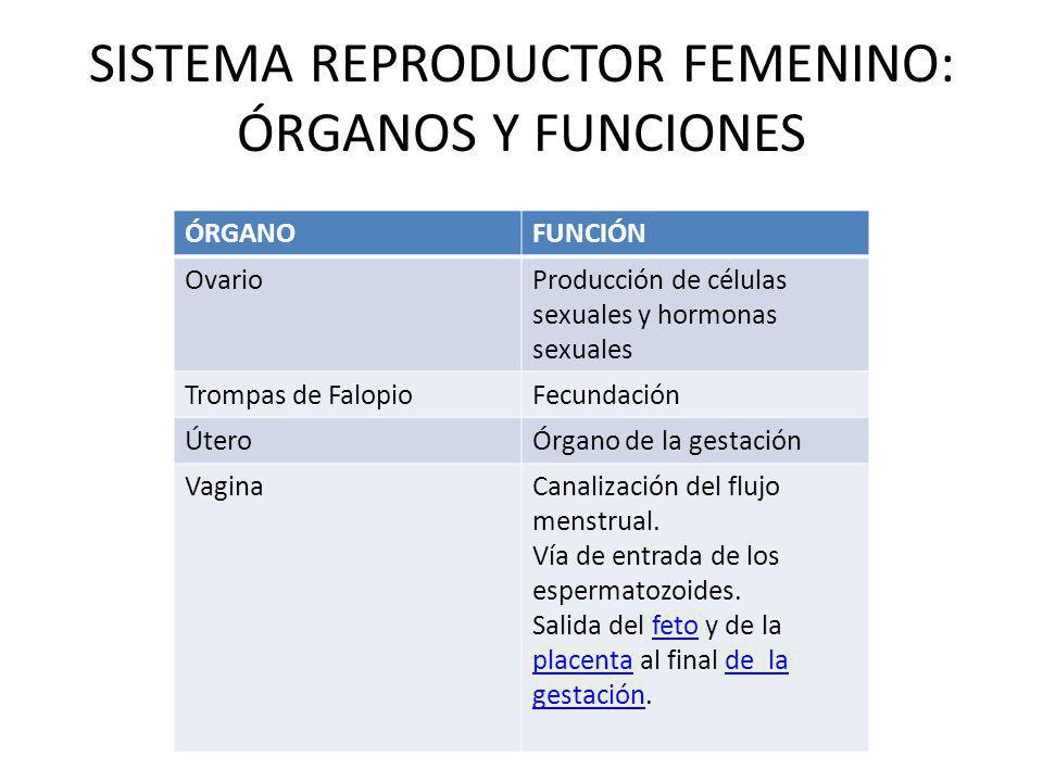 SISTEMA REPRODUCTOR FEMENINO: ÓRGANOS Y FUNCIONES