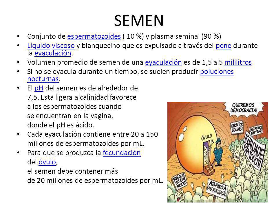 SEMEN Conjunto de espermatozoides ( 10 %) y plasma seminal (90 %)