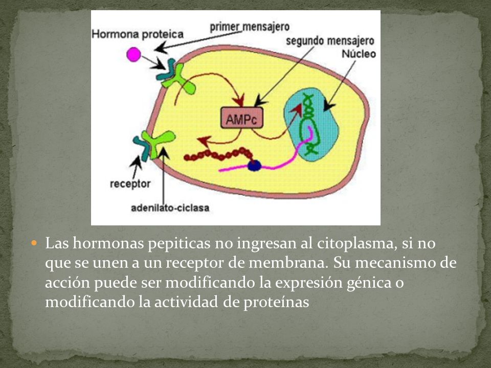 Las hormonas pepiticas no ingresan al citoplasma, si no que se unen a un receptor de membrana.