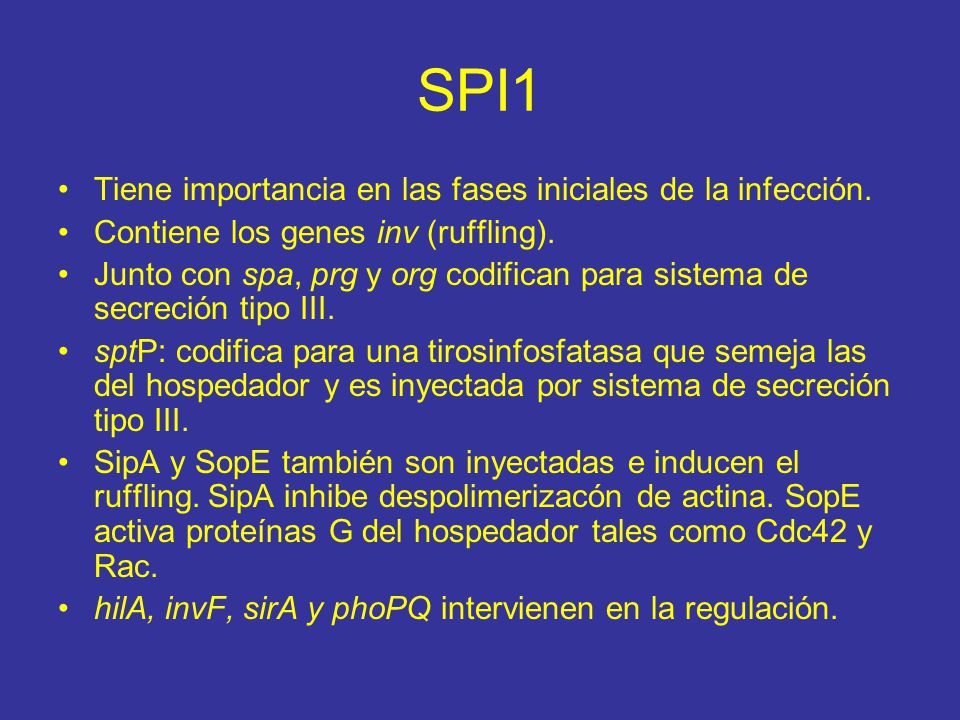 SPI1 Tiene importancia en las fases iniciales de la infección.