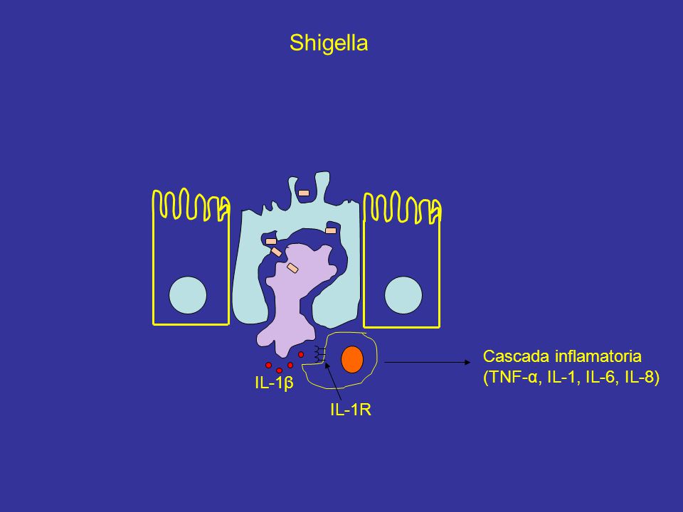 Shigella Cascada inflamatoria (TNF-α, IL-1, IL-6, IL-8) IL-1β IL-1R
