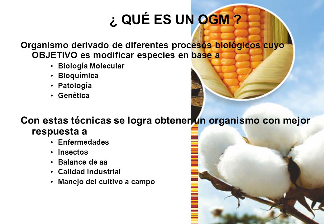 ¿ QUÉ ES UN OGM Organismo derivado de diferentes procesos biológicos cuyo OBJETIVO es modificar especies en base a.
