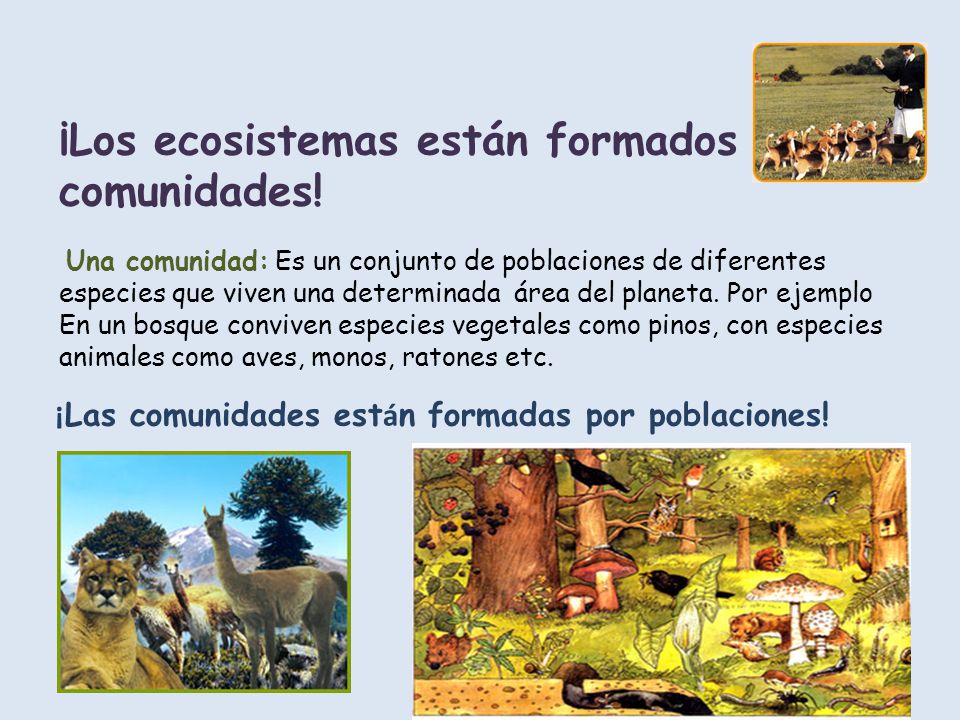 ¡Los ecosistemas están formados por comunidades!