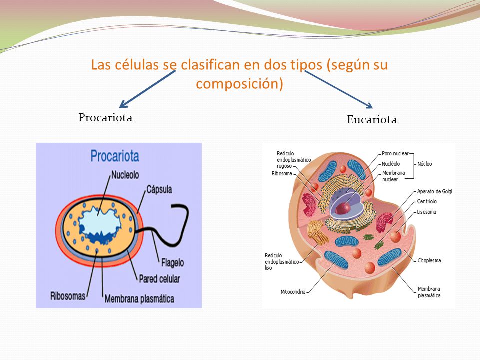 Las células se clasifican en dos tipos (según su composición)