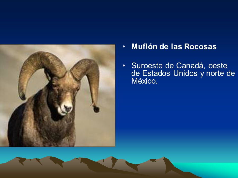 Muflón de las Rocosas Suroeste de Canadá, oeste de Estados Unidos y norte de México.