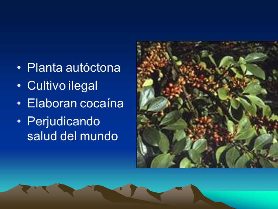 Planta autóctona Cultivo ilegal Elaboran cocaína Perjudicando salud del mundo