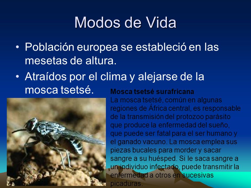 Modos de Vida Población europea se estableció en las mesetas de altura. Atraídos por el clima y alejarse de la mosca tsetsé.