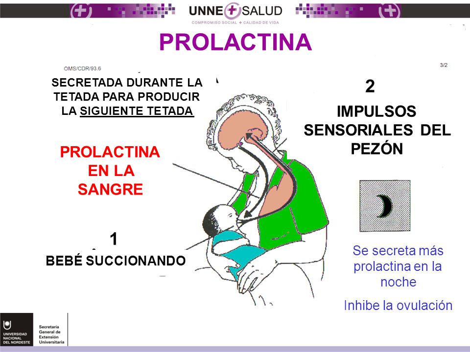 IMPULSOS SENSORIALES DEL PEZÓN PROLACTINA EN LA SANGRE Se secreta más