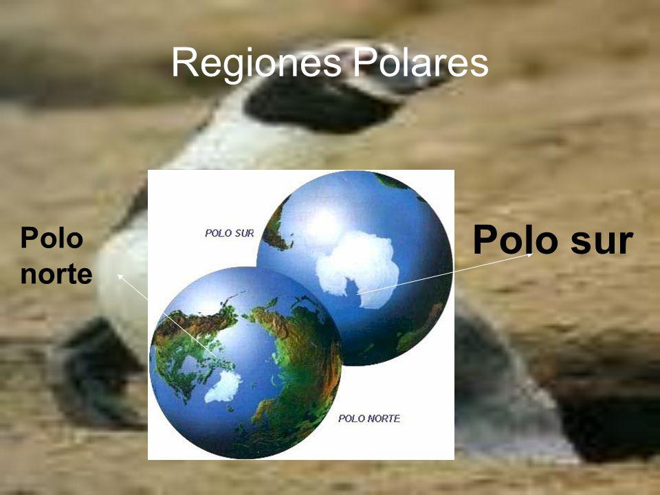 Regiones Polares Polo sur Polo norte