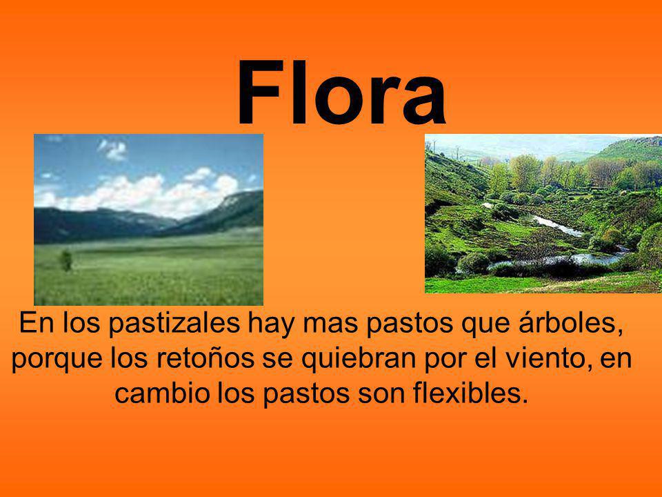 Flora En los pastizales hay mas pastos que árboles, porque los retoños se quiebran por el viento, en cambio los pastos son flexibles.
