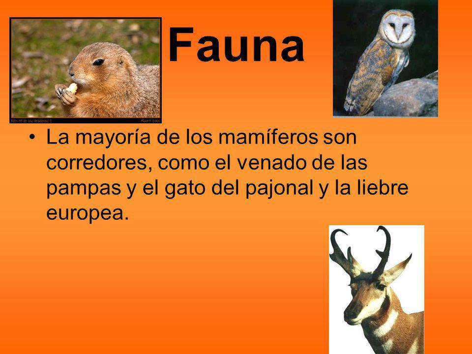 Fauna La mayoría de los mamíferos son corredores, como el venado de las pampas y el gato del pajonal y la liebre europea.