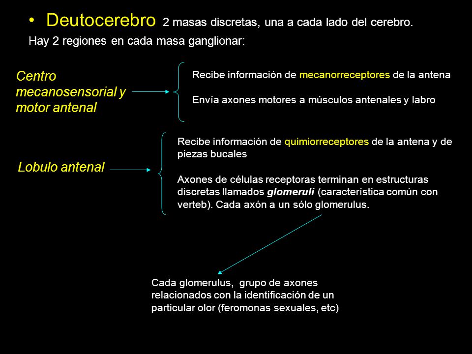 Deutocerebro 2 masas discretas, una a cada lado del cerebro.