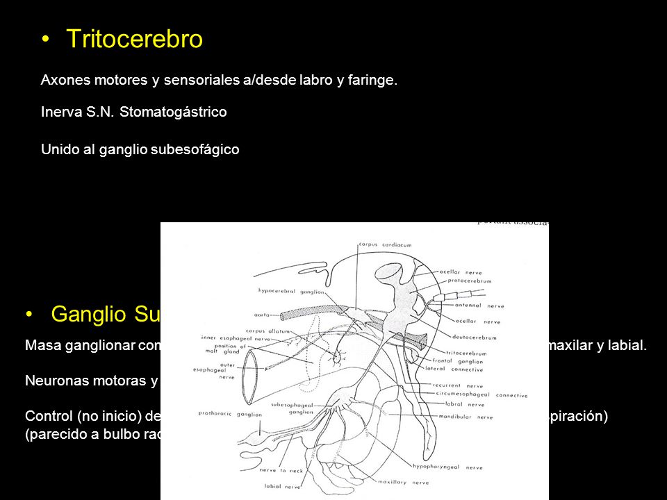 Tritocerebro Axones motores y sensoriales a/desde labro y faringe. Inerva S.N. Stomatogástrico. Unido al ganglio subesofágico.