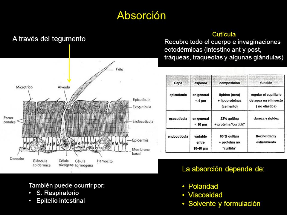 Absorción A través del tegumento La absorción depende de: Polaridad