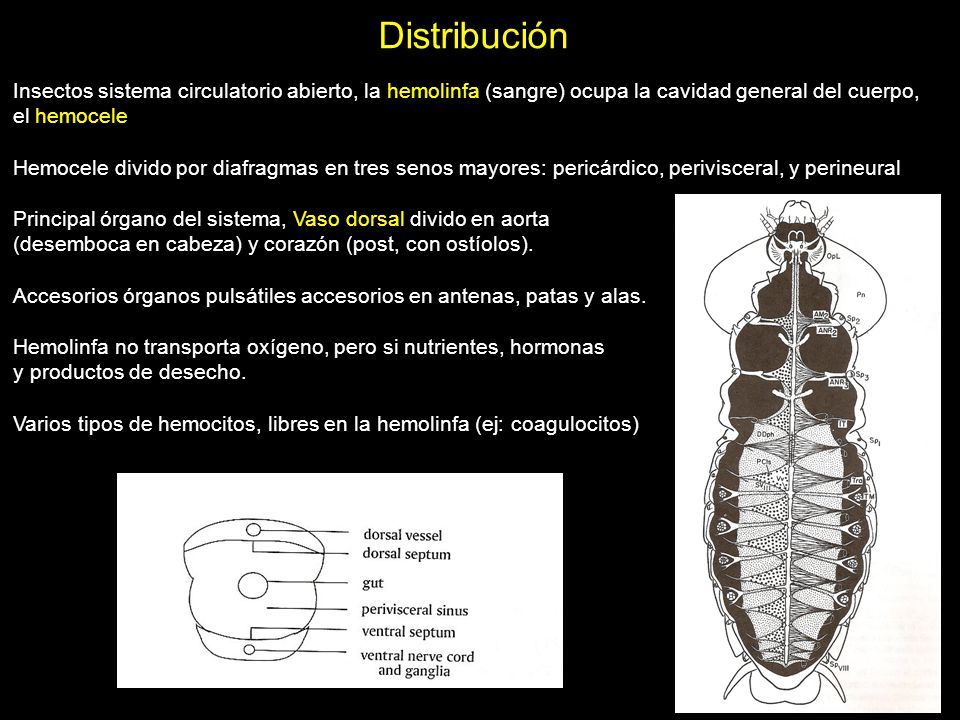 Distribución Insectos sistema circulatorio abierto, la hemolinfa (sangre) ocupa la cavidad general del cuerpo, el hemocele.