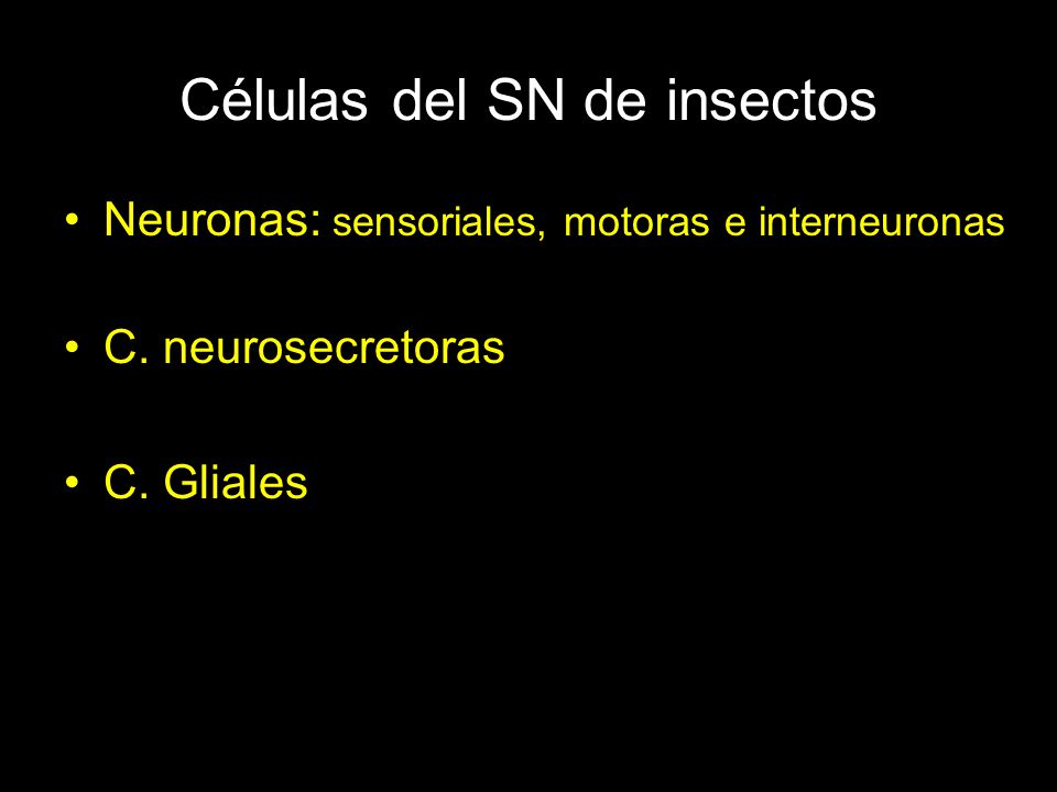 Células del SN de insectos