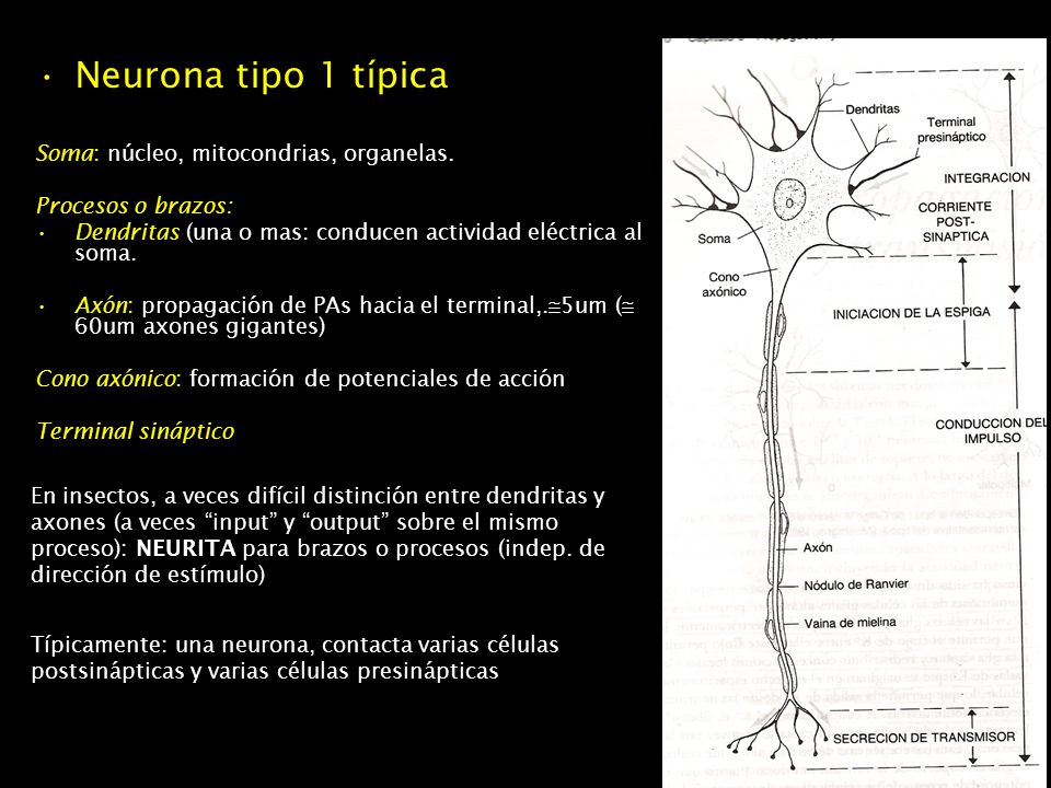 Neurona tipo 1 típica Soma: núcleo, mitocondrias, organelas.