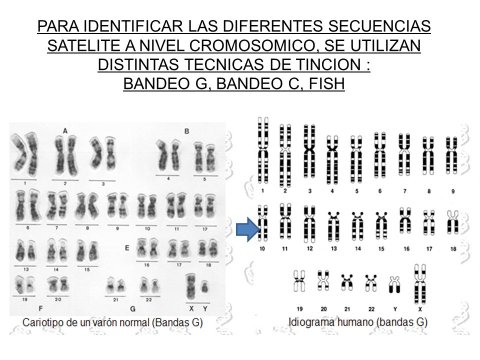 PARA IDENTIFICAR LAS DIFERENTES SECUENCIAS SATELITE A NIVEL CROMOSOMICO, SE UTILIZAN DISTINTAS TECNICAS DE TINCION :