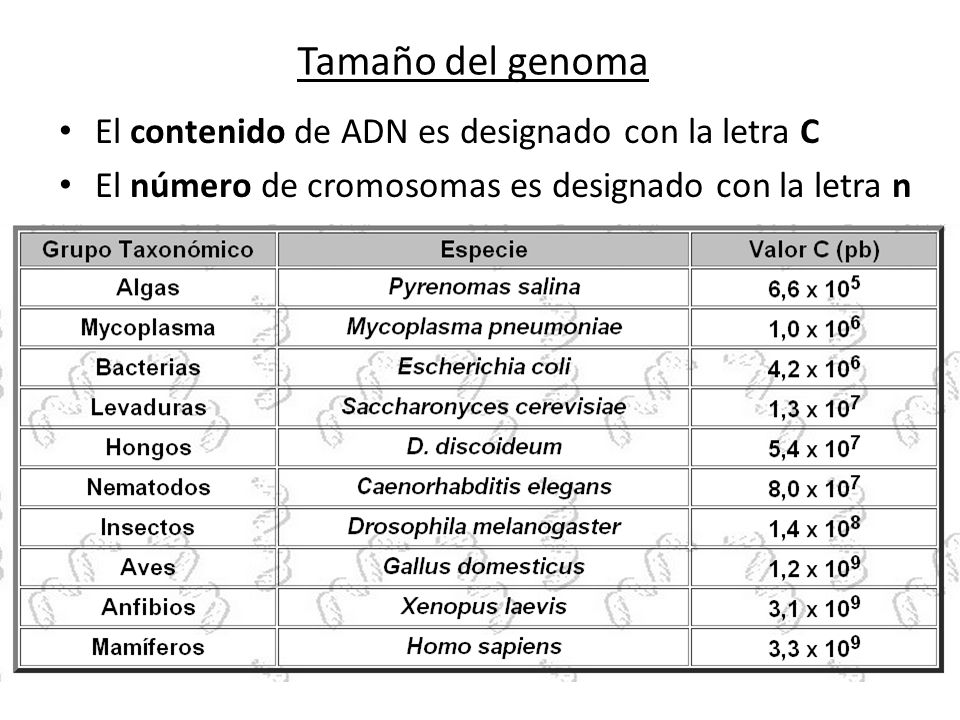 Tamaño del genoma El contenido de ADN es designado con la letra C