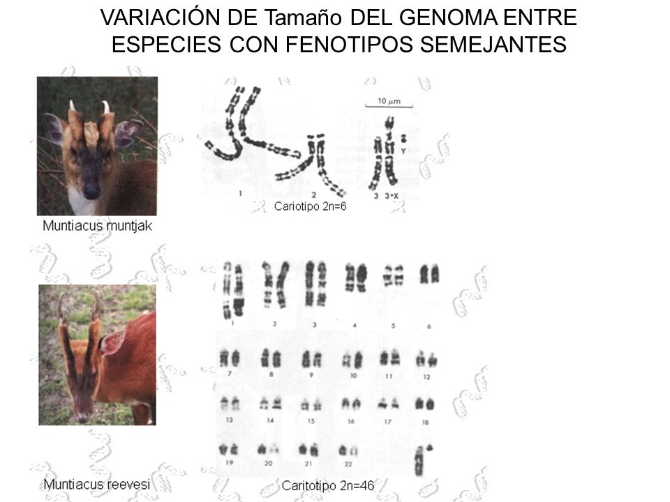 VARIACIÓN DE Tamaño DEL GENOMA ENTRE ESPECIES CON FENOTIPOS SEMEJANTES