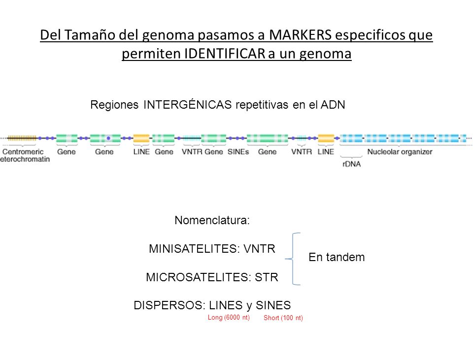 Del Tamaño del genoma pasamos a MARKERS especificos que permiten IDENTIFICAR a un genoma