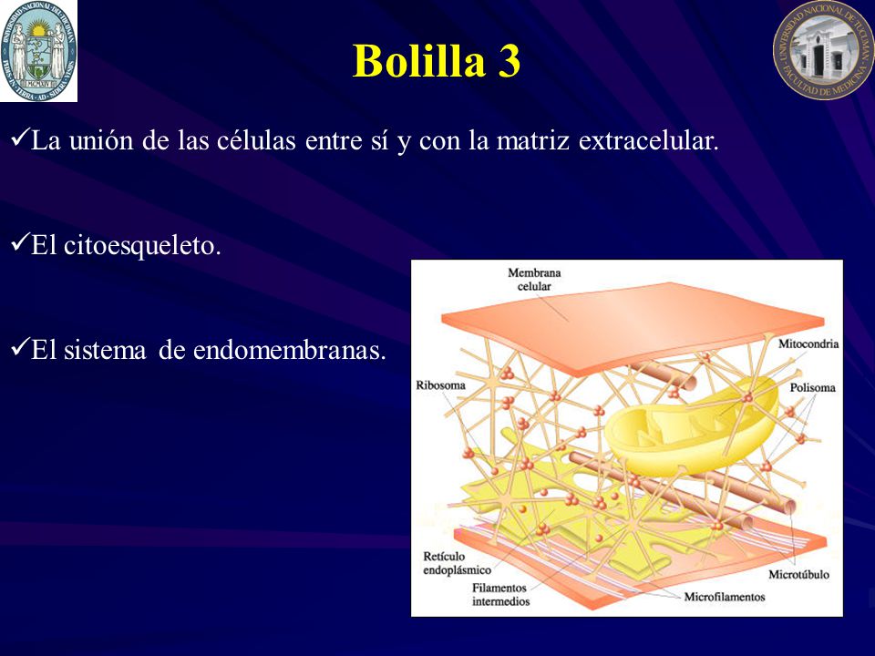 Bolilla 3 La unión de las células entre sí y con la matriz extracelular.