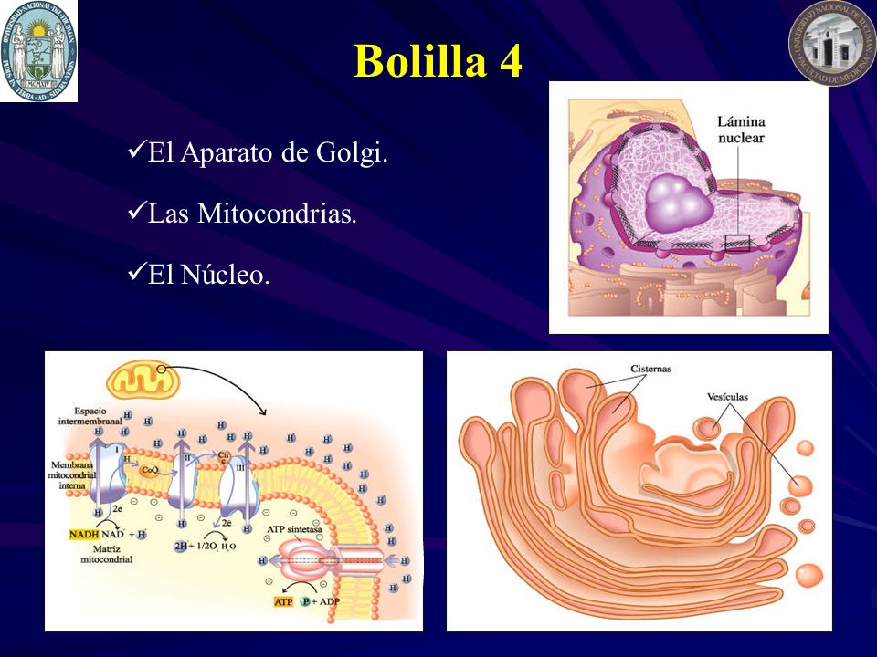 Bolilla 4 El Aparato de Golgi. Las Mitocondrias. El Núcleo.