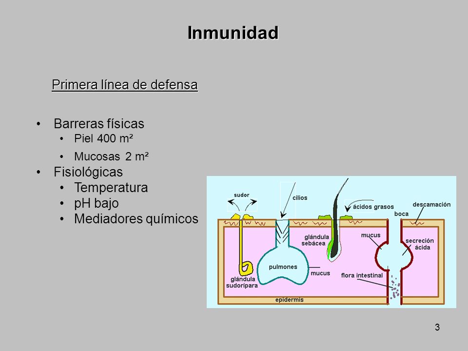 Inmunidad Primera línea de defensa Barreras físicas Fisiológicas