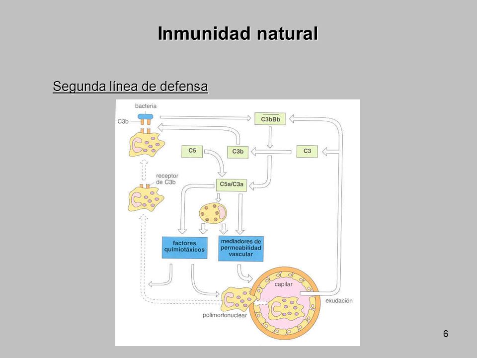 Inmunidad natural Segunda línea de defensa
