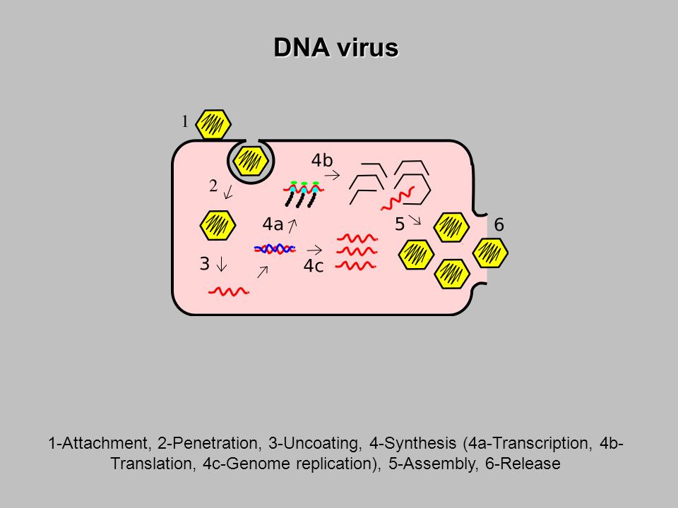 DNA virus 1-Attachment, 2-Penetration, 3-Uncoating, 4-Synthesis (4a-Transcription, 4b-Translation, 4c-Genome replication), 5-Assembly, 6-Release.