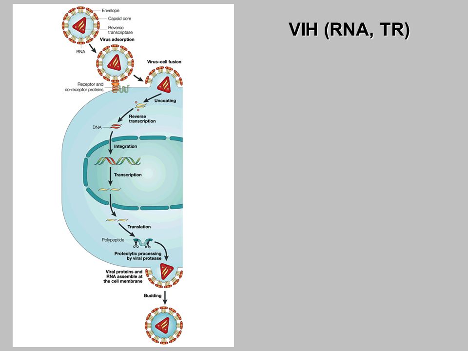 VIH (RNA, TR)