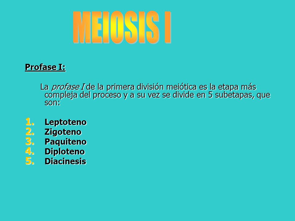 MEIOSIS I Profase I: La profase I de la primera división meiótica es la etapa más compleja del proceso y a su vez se divide en 5 subetapas, que son: