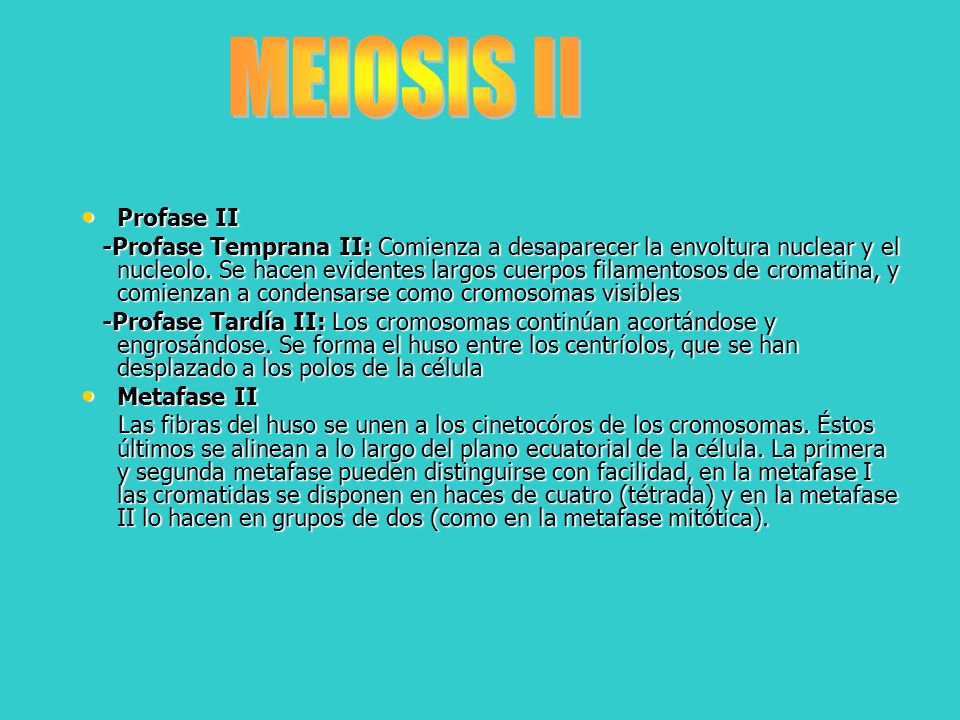 MEIOSIS II Profase II.