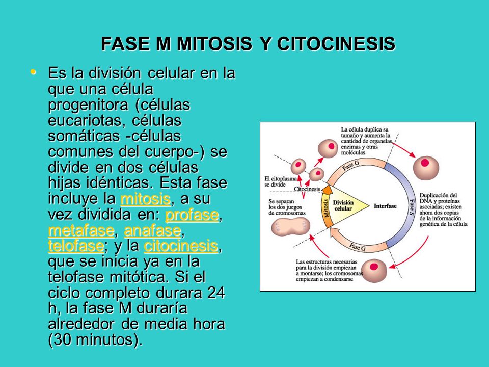 FASE M MITOSIS Y CITOCINESIS
