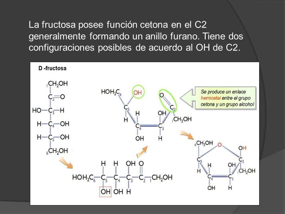 La fructosa posee función cetona en el C2 generalmente formando un anillo furano.