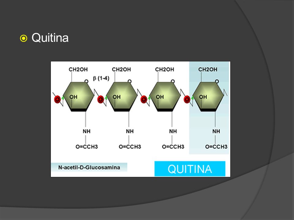 Quitina