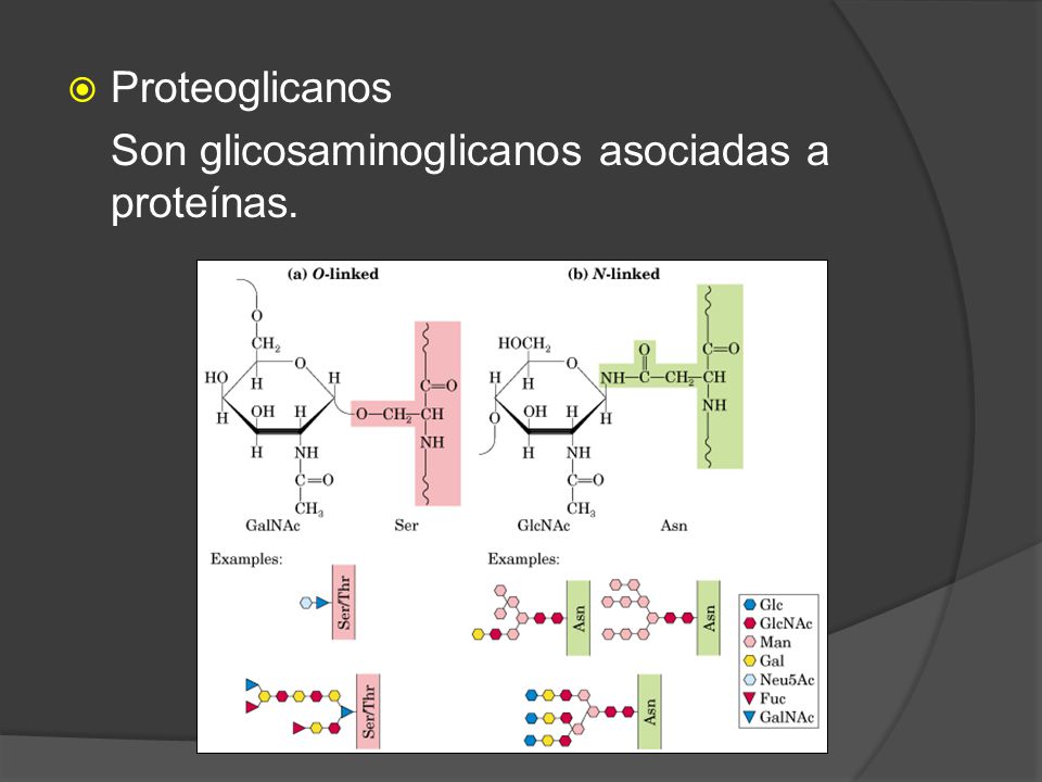 Proteoglicanos Son glicosaminoglicanos asociadas a proteínas.