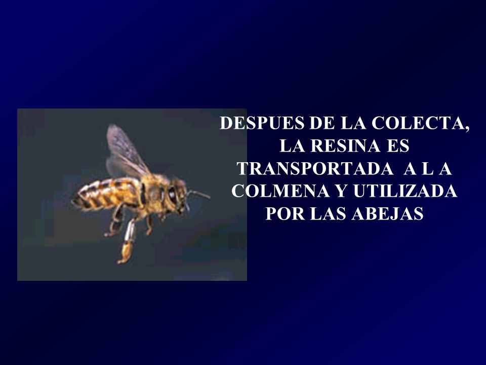 DESPUES DE LA COLECTA, LA RESINA ES TRANSPORTADA A L A COLMENA Y UTILIZADA POR LAS ABEJAS
