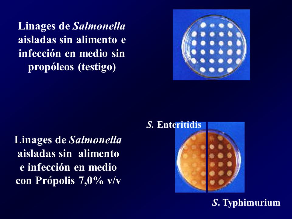 Linages de Salmonella aisladas sin alimento e infección en medio sin propóleos (testigo)