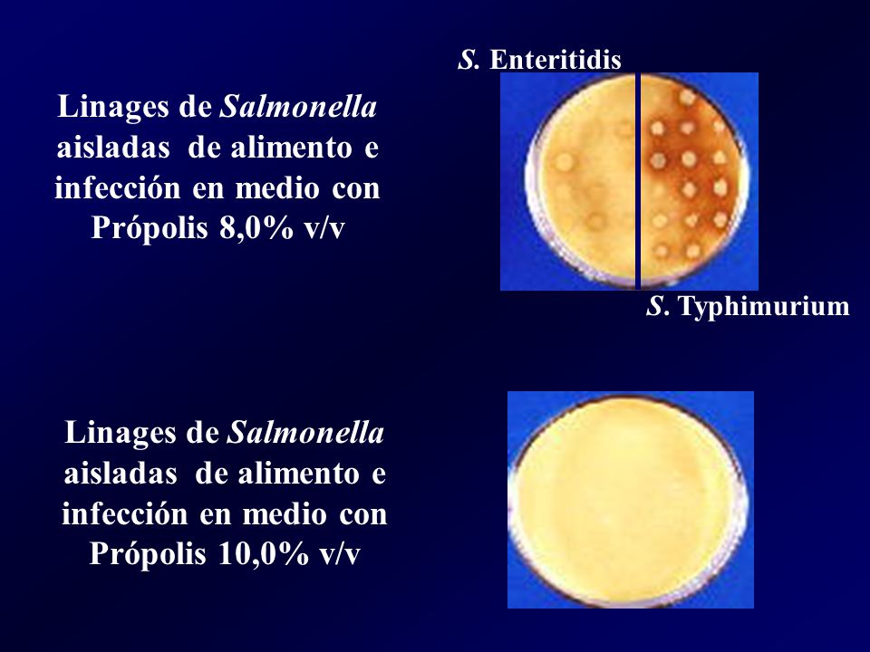 S. Enteritidis Linages de Salmonella aisladas de alimento e infección en medio con Própolis 8,0% v/v.