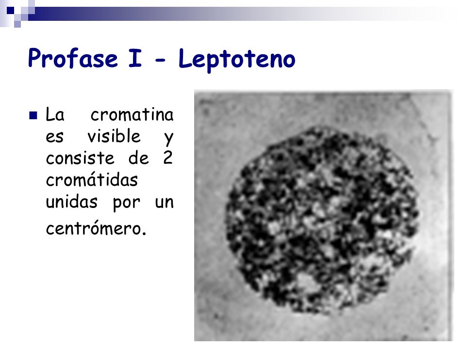Profase I - Leptoteno La cromatina es visible y consiste de 2 cromátidas unidas por un centrómero.