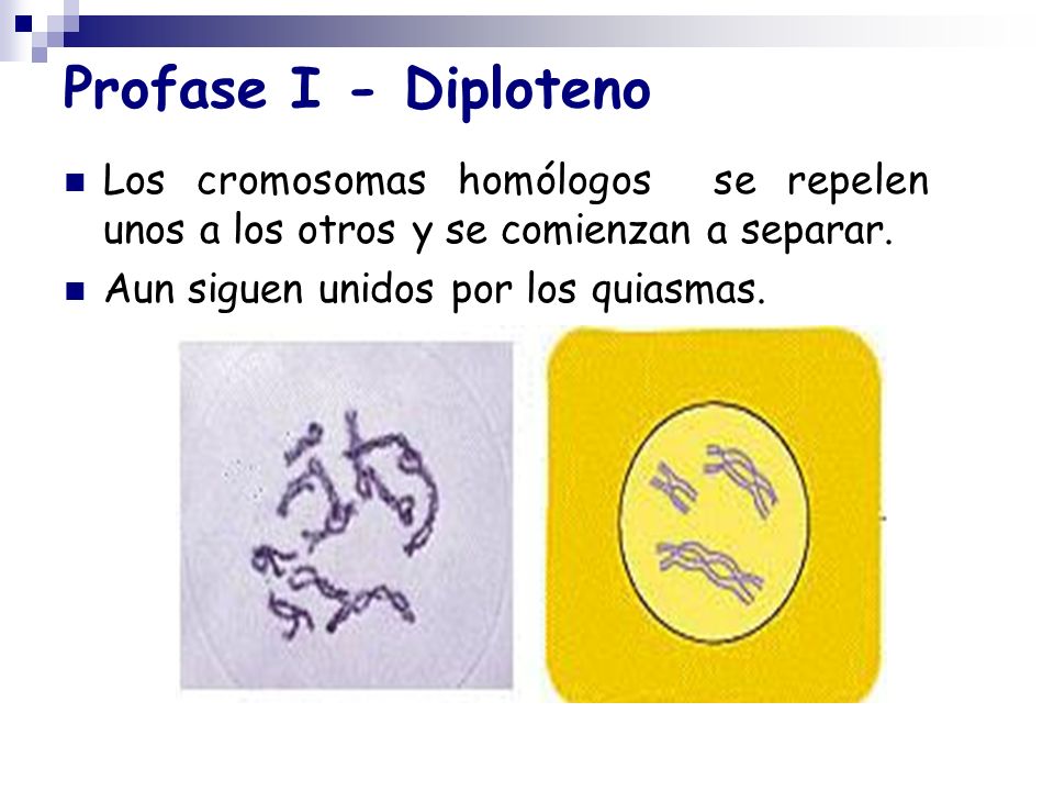 Profase I - Diploteno Los cromosomas homólogos se repelen unos a los otros y se comienzan a separar.