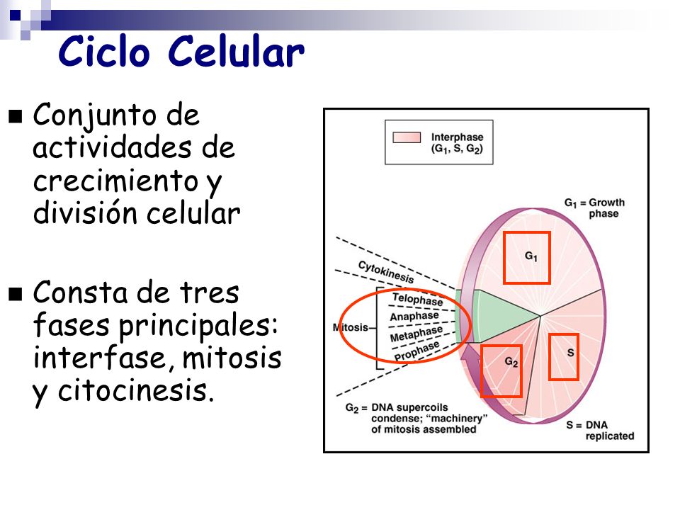Ciclo Celular Conjunto de actividades de crecimiento y división celular.
