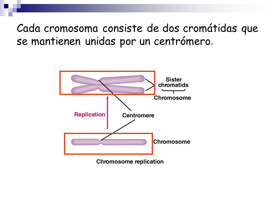 Cada cromosoma consiste de dos cromátidas que se mantienen unidas por un centrómero.