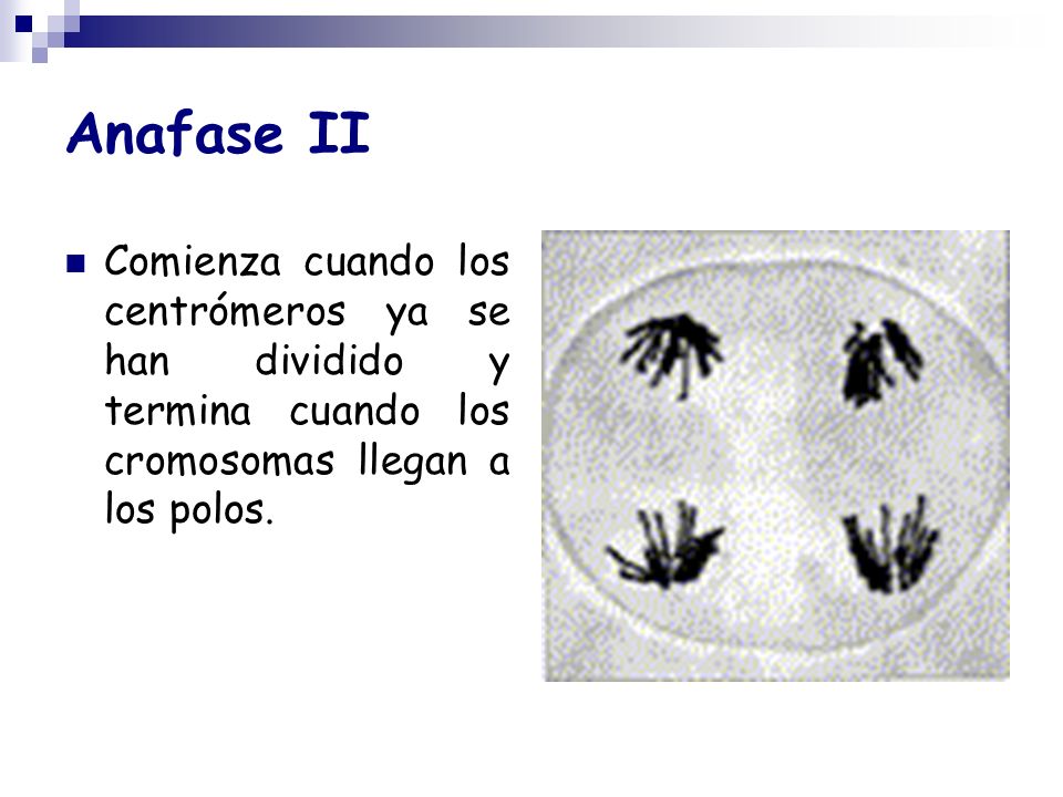 Anafase II Comienza cuando los centrómeros ya se han dividido y termina cuando los cromosomas llegan a los polos.