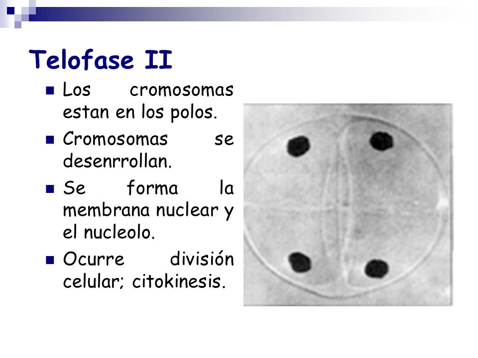 Telofase II Los cromosomas estan en los polos.