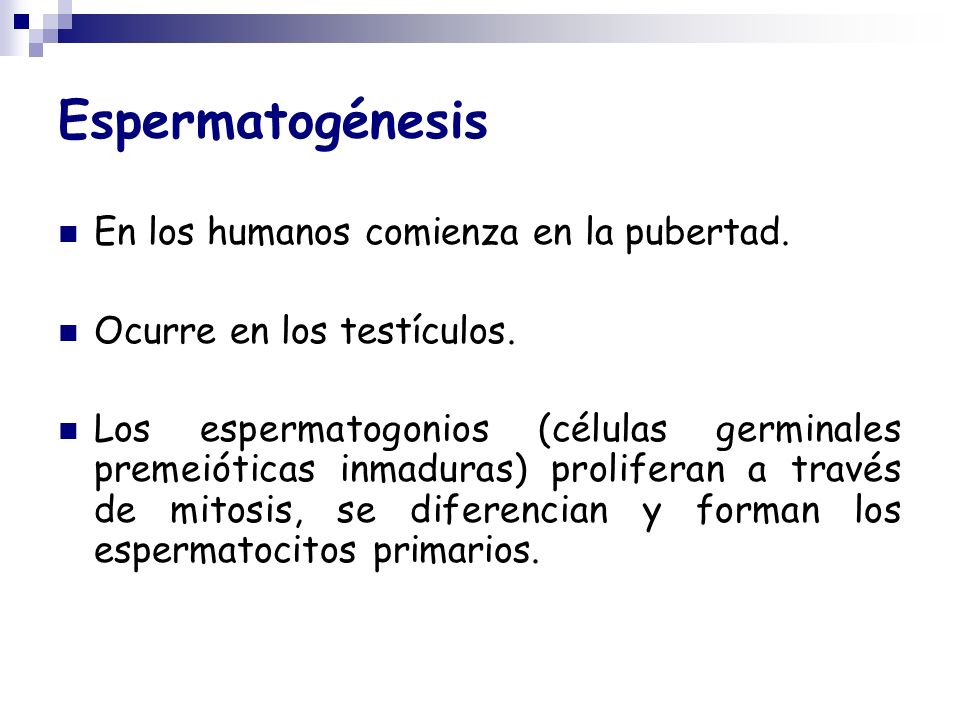 Espermatogénesis En los humanos comienza en la pubertad.