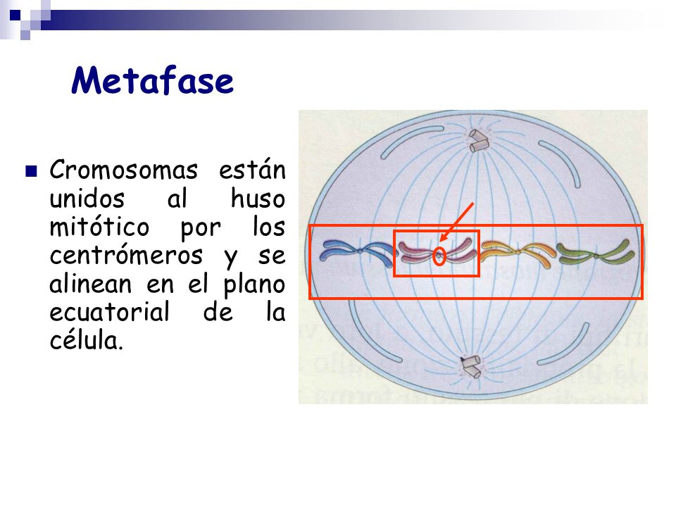 Metafase Cromosomas están unidos al huso mitótico por los centrómeros y se alinean en el plano ecuatorial de la célula.