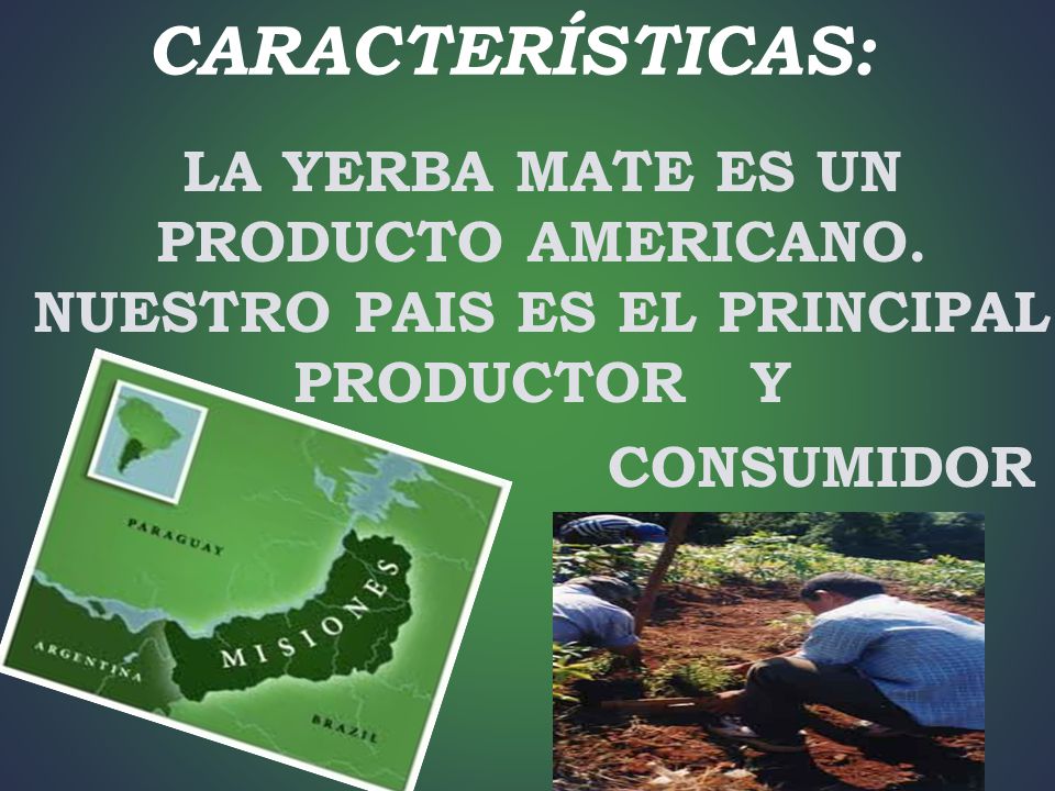 CARACTERÍSTICAS: LA YERBA MATE ES UN PRODUCTO AMERICANO. NUESTRO PAIS ES EL PRINCIPAL PRODUCTOR Y.