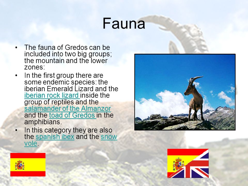Fauna The fauna of Gredos can be included into two big groups; the mountain and the lower zones: